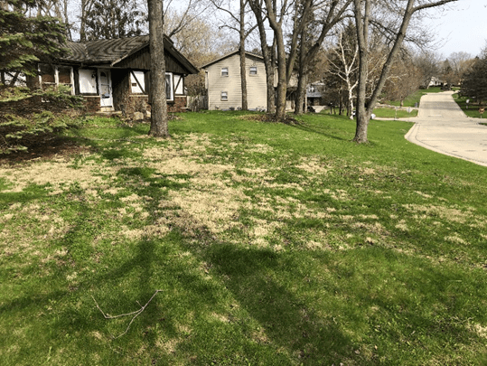 Patchy yard after years of quiet quitting my yard.